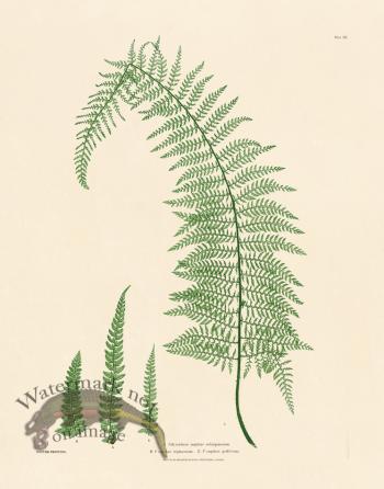 Bradbury Fern 12